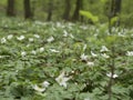 Forest anemone, white flower. Spring scenery with variable light.