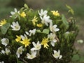 Forest anemone, white flower. Spring scenery with variable light.