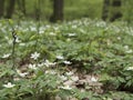 Forest anemone, white flower. Spring scenery with variable light.