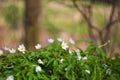 Forest anemone - white spring flowers in forest