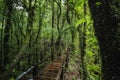 Forest At Ang Ka Nature Trail In Doi Inthanon Royalty Free Stock Photo