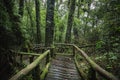 Forest At Ang Ka Nature Trail In Doi Inthanon Royalty Free Stock Photo