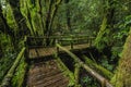 Forest At Ang Ka Nature Trail In Doi Inthanon