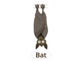 Forest animal bat cartoon vector illustration