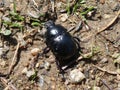 Big black dung beetle bug in the forest Royalty Free Stock Photo