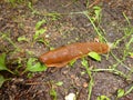 Big brown slug snail in the forest