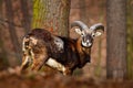 Forest animal in the habitat. Mouflon, Ovis orientalis, forest horned animal in the nature habitat, portrait of mammal with big ho