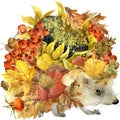 Forest animal hedgehog, Autumn nature colorful leaves background , fruit, berries, mushrooms, yellow leaves, rose hips on black ba Royalty Free Stock Photo