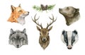 Forest animal portrait. Watercolor wildlife illustration. Fox, wolf, grizzly bear, badger, deer head element set. Hand