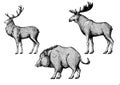 Forest animals. Moose, elk, boar, hog, pig, aper.