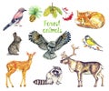 Forest animals set, Eurasian jay, red fox, hare rabbit, owl, great tit on twig, mule deer Odocoileus hemionus, raccoon Royalty Free Stock Photo