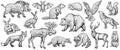 Forest animals, vector sketch. Woodland collection of vintage style illustrations.