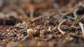 Forest ant inscets searching for food in autumn season macro view woodland.