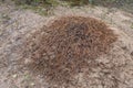 Forest anthill