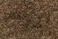 Forest anthill with ants macro shooting Royalty Free Stock Photo