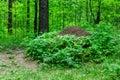 Forest anthill with ants macro shooting