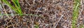 Forest anthill made of tree twigs with ants close up. the world of insects in nature. banner.