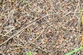 Forest anthill made of tree twigs with ants close up. the world of insects in nature.