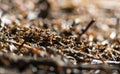 Forest anthill and working ants Royalty Free Stock Photo