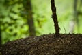 Forest ants. Royalty Free Stock Photo
