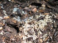 Forest ants in the care of eggs and larvae