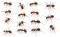 Forest ants. Royalty Free Stock Photo