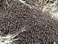 Forest ants - Formica rufa L., at the beginning of spring on the edge of the forest.