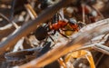 Forest ants of the genus Formica walking on the undergrowth