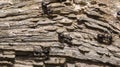 Black ants of the species - stump edifice (Camponotus vagus), on a dry stump.