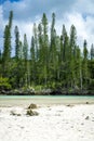 Forest of araucaria pines trees. Isle of pines in new caledonia. turquoise river along the forest Royalty Free Stock Photo