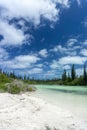 Forest of araucaria pines trees. Isle of pines in new caledonia. turquoise river along the forest Royalty Free Stock Photo