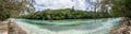 Forest of araucaria pines trees. Isle of pines in new caledonia. turquoise river along the forest Royalty Free Stock Photo