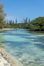 Forest of araucaria pines trees. Isle of pines in new caledonia. turquoise river along the forest Royalty Free Stock Photo