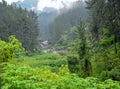 Forest area between Badulla and Colombo railway line