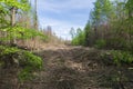 Forest area cleared after bark beetle infestation and drought Royalty Free Stock Photo