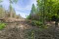 Forest area cleared after bark beetle infestation and drought Royalty Free Stock Photo