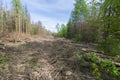 Forest area cleared after bark beetle infestation and drought Royalty Free Stock Photo