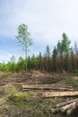 Forest area cleared after bark beetle infestation and drought Royalty Free Stock Photo
