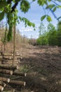Forest area cleared after bark beetle infestation and drought Royalty Free Stock Photo