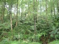 Forest area in Mount Bunder, West Java Royalty Free Stock Photo