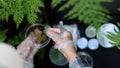 In a forest area, an ecologist takes plant samples and puts them in a container for research in a laboratory Royalty Free Stock Photo