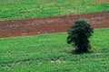 Forest area invasion, The only tree remaining, Destruction of natural resources,global warming,Rural agriculture,Tapioca farm, Royalty Free Stock Photo