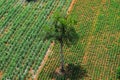 Forest area invasion, The only tree remaining, Destruction of natural resources,global warming,Rural agriculture,Tapioca farm, Royalty Free Stock Photo