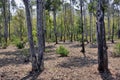 Forest area at jhargram west bengal