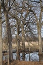 A Forest of Bare Trees in Autumn sheltering a Frog Pond Royalty Free Stock Photo