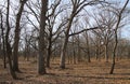 A Forest of Bare Trees in Autumn Royalty Free Stock Photo