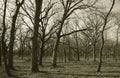 A Forest of Bare Trees in Sepia Tone Royalty Free Stock Photo