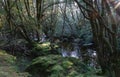 Forest area near Cradle Mountain, Tasmania, Australia