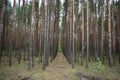 The forest area. Pine forest. Smooth, slender alleys of coniferous trees. Green grass