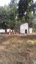 Forest area & sedule tribe peopel are gethering with dancing in front of the church home